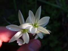 Hesperantha