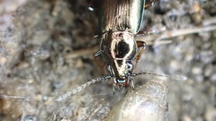 Pogonus