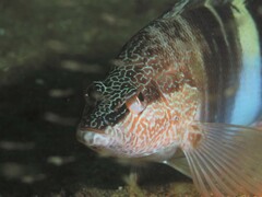 Serranus papilionaceus