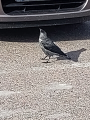 Corvus monedula