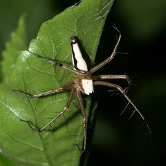 Oxyopes shweta