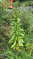 Lilium martagon