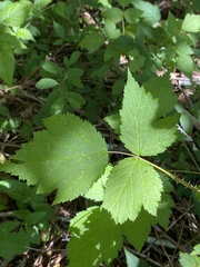 Rubus spectabilis