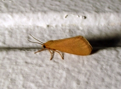 Virbia aurantiaca