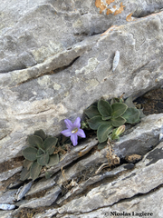 Campanula calaminthifolia