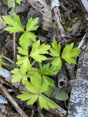 Ranunculus repens