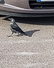 Corvus monedula