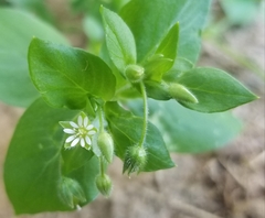 Stellaria media