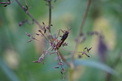 Tremex fuscicornis