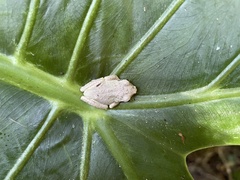 Kurixalus eiffingeri