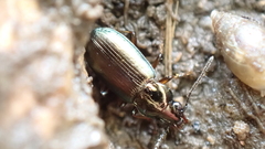 Pogonus