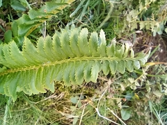 Polystichum lonchitis