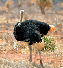 Struthio molybdophanes