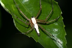 Oxyopes shweta
