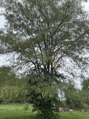 Gleditsia triacanthos