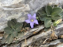 Campanula calaminthifolia