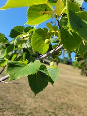Tilia americana