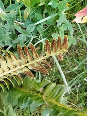 Polystichum lonchitis