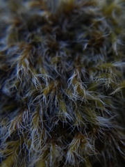 Racomitrium lanuginosum