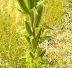 Oenothera