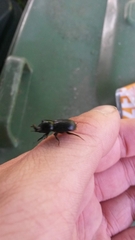 Sinodendron cylindricum