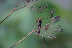 Tremex fuscicornis
