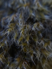 Racomitrium lanuginosum