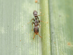Pseudomyrmex