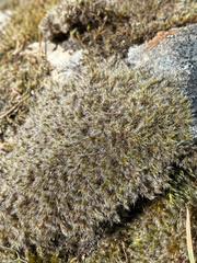 Racomitrium lanuginosum