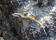 Psammodromus algirus