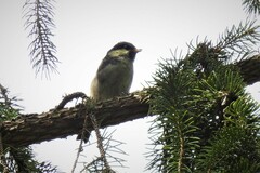 Periparus ater ater