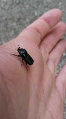 Sinodendron cylindricum