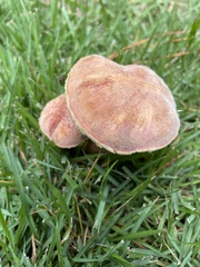 Gyroporus castaneus