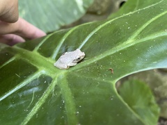 Kurixalus eiffingeri