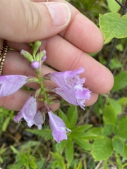 Physostegia virginiana