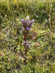 Gentianella campestris