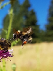 Bombus vancouverensis