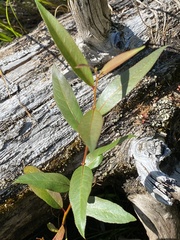 Salix lasiandra