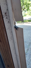 Araneae