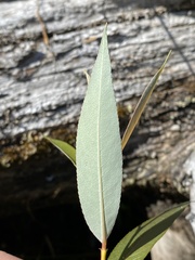 Salix lasiandra
