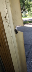 Araneae