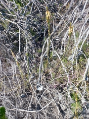 Struthiola