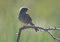 Prunella modularis mabbotti