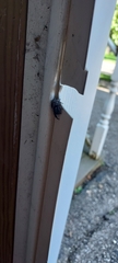 Araneae