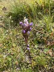 Gentianella campestris