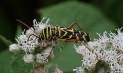 Megacyllene robiniae