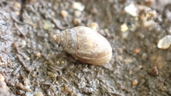 Ellobiidae