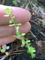 Hypericum anagalloides