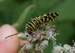 Megacyllene robiniae