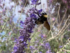 Bombus pensylvanicus